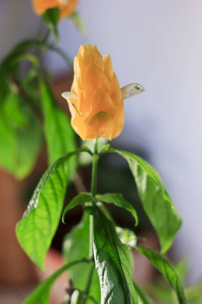 Yellow flowers of the Golden Shrimp plant Pachystachys Lutea - beautiful home plant in a pot — Stock Photo, Image