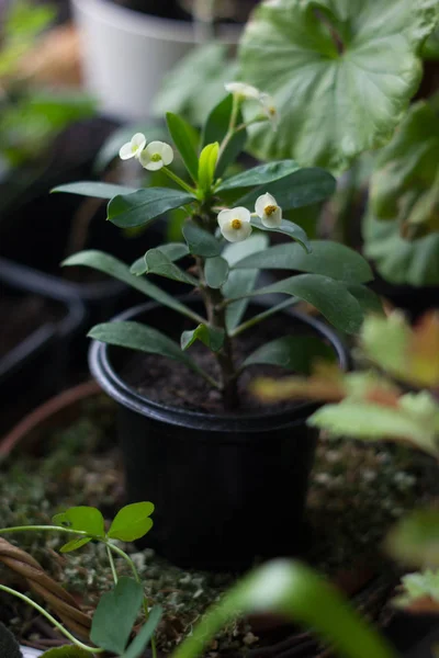 Euphorbia milii - hem växt med vita blommor — Stockfoto