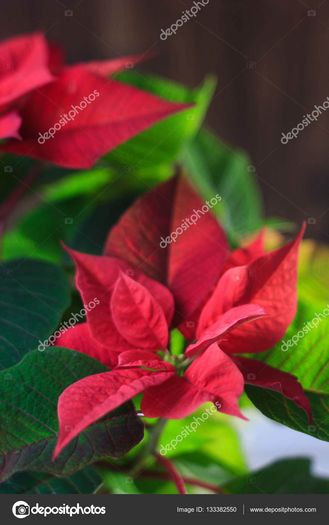 ぜいたく赤い 花 種類 すべての美しい花の画像 ぜいたく赤い 花 種類 すべての美しい花の画像
