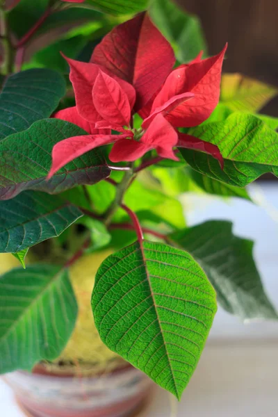 Poinsettia de Navidad - tipo de planta casera de Navidad en una olla de cerámica . —  Fotos de Stock