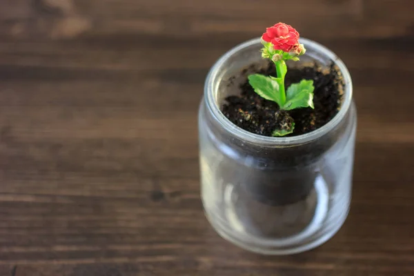 Small kalanchoe homeplant in a transparent pot. Red Kalanchoe flower — Stock Photo, Image