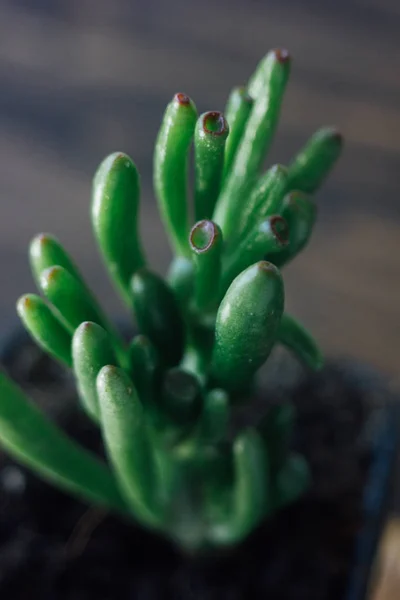 Crassula hobbit planta casera en olla negra —  Fotos de Stock