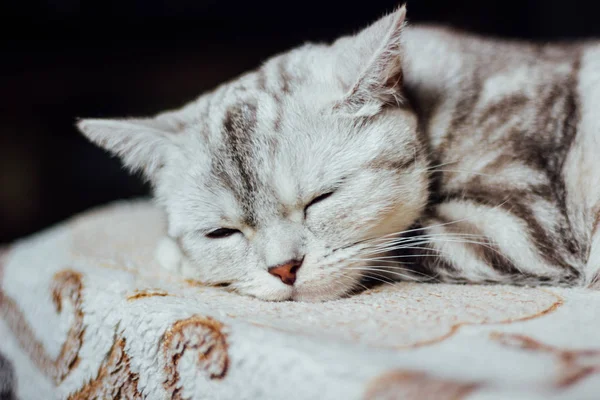 Шотландский кот Стрейт - красивая марбелевская кошка, спящая на кровати. В поисках кошачьих снов . — стоковое фото
