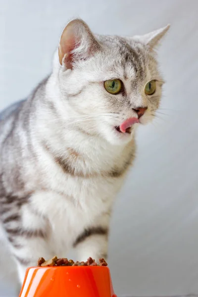 Cinza gato lambendo lábios perto de tigela de gato laranja . — Fotografia de Stock