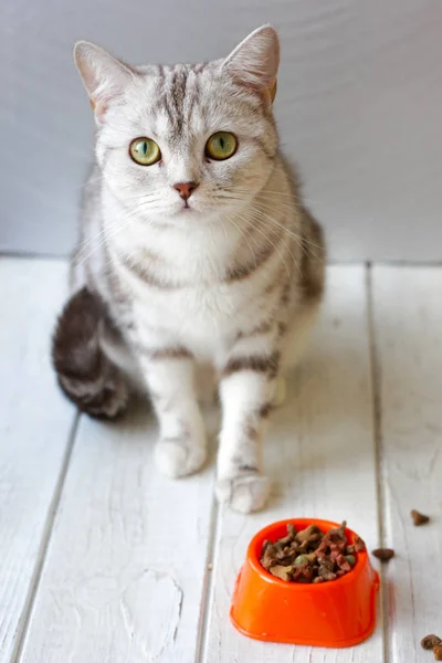 Серый кот сидит возле оранжевой чаши с едой . — стоковое фото