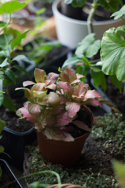 Fittonia home plant im Blumentopf mit heimischen Pflanzen abgerundet. — Stockfoto