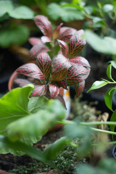 Fittonia planta casera en maceta redondeada con plantas caseras. —  Fotos de Stock