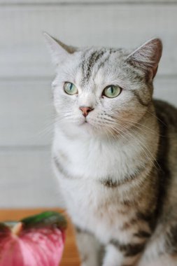 Güzel aroma konsepti. Kedi güzel bir çiçeğin arkasında oturuyor..