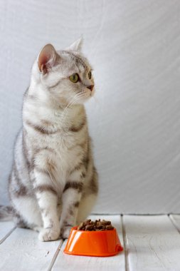 Gri kedi gıda ile turuncu kedi kase oturan.