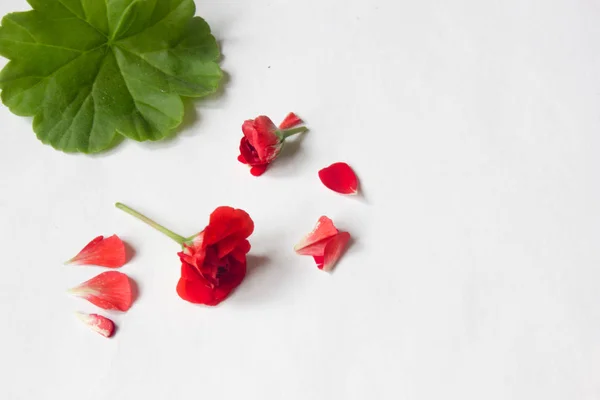 Розовый бутон пеларгония. Красный гераний, известный как пеларгоний, цветы крупным планом на белом фоне . — стоковое фото