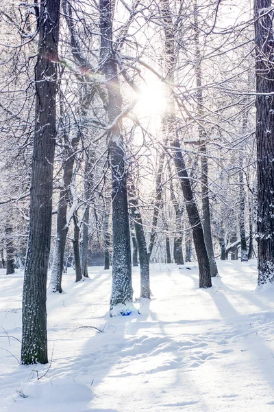 Soğuk kış aylarında güzel kar orman.