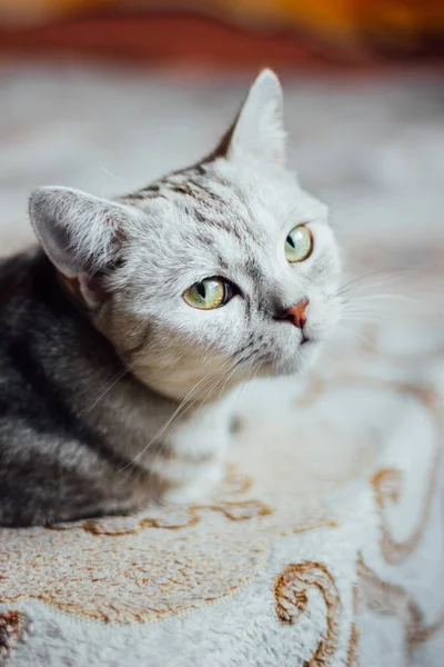Scottish Straight cat - шотландский кот с прямыми ушами, лежащими на кровати — стоковое фото