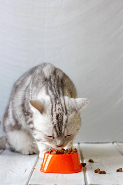 Gato cinzento comendo comida de tigela de gato laranja . — Fotografia de Stock