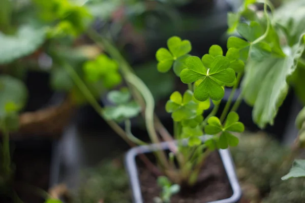 Счастливый клевер посаженный как домашнее растение, зеленый, с четырьмя листьями . — стоковое фото