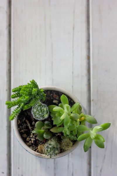 Cactus succulents in a ceramic pot — Stock Photo, Image