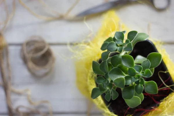 Aichryson plante succulente dans un pot jaune - plante maison . — Photo