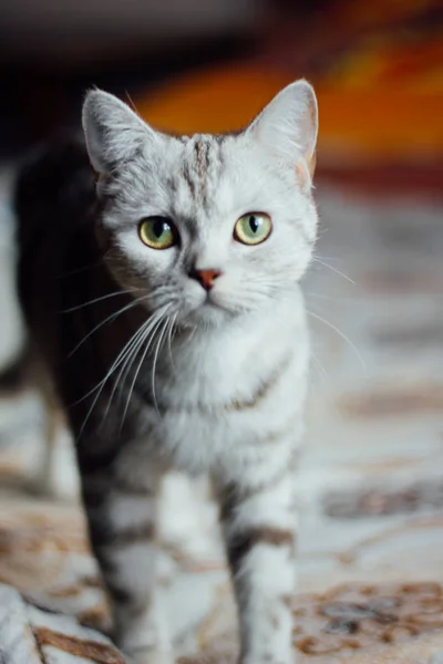 Шотландський прямі кота - шотландський кішку з вушками straigth вивчає камери — стокове фото