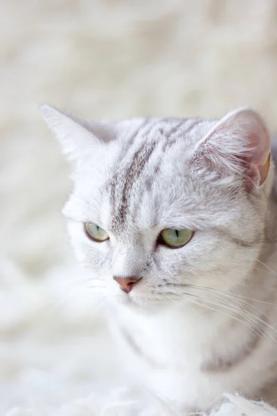 Retrato de gato británico sobre fondo blanco —  Fotos de Stock