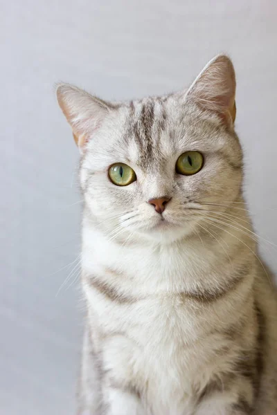 Portrait of grey britain cat. — Stock Photo, Image