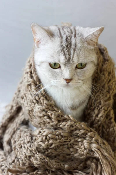Piccolo gatto grigio avvolgere in sciarpa di lana . — Foto Stock