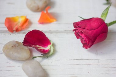 Aşk arka plan - gül ve karanfil.