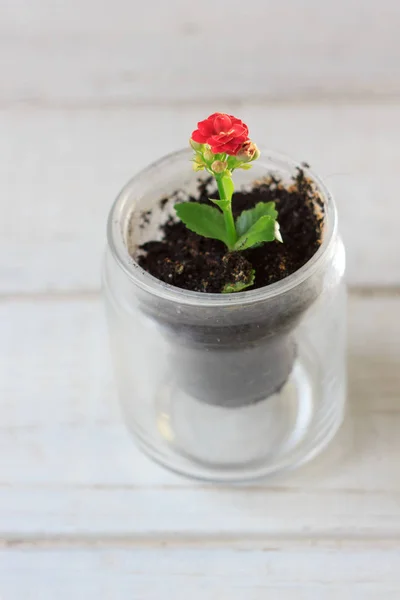 La flor roja kalanchoe - la planta pequeña de casa — Foto de Stock