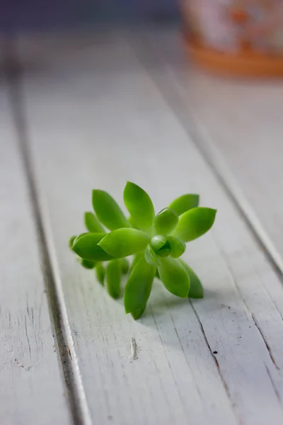 Succulent leaves on white table — Stock Photo, Image