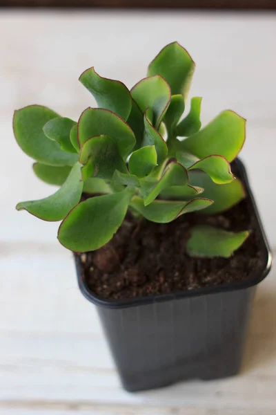 Суккулентное растение crassula голубой птицы - вид crassula с плоскими листьями . — стоковое фото