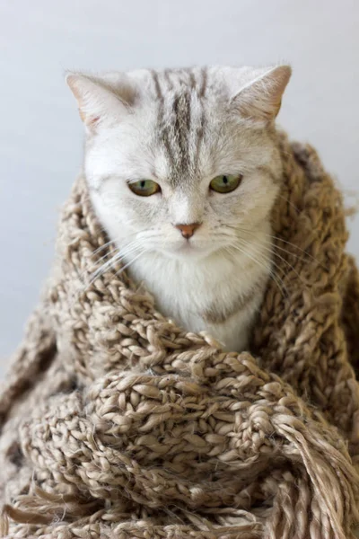Маленькая серая кошка в шерстяном шарфе . — стоковое фото
