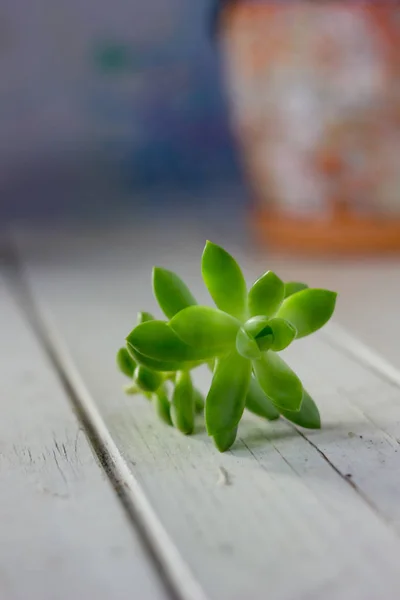 Feuilles succulentes sur table blanche — Photo