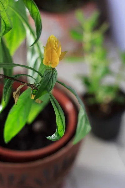 Fleurs jaunes de la crevette dorée Pachystachys Lutea - belle plante maison dans un pot — Photo