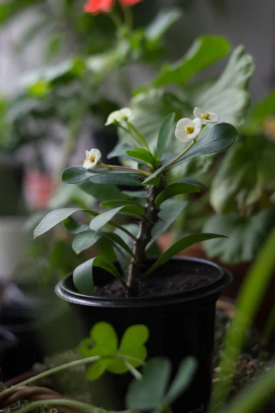 Fleurs blanches d'euphorbia milii - plante populaire à la maison — Photo