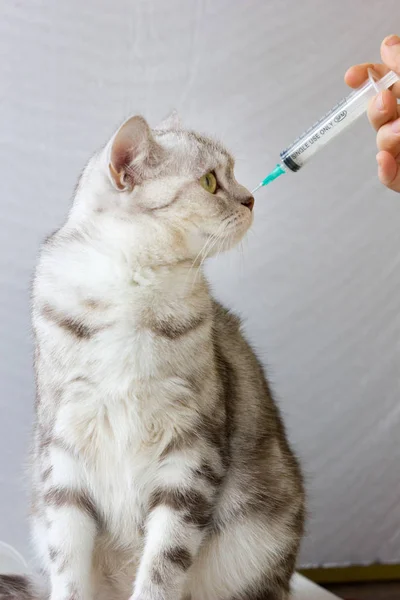 Cat in veterinary clinic. Cat and syringe.