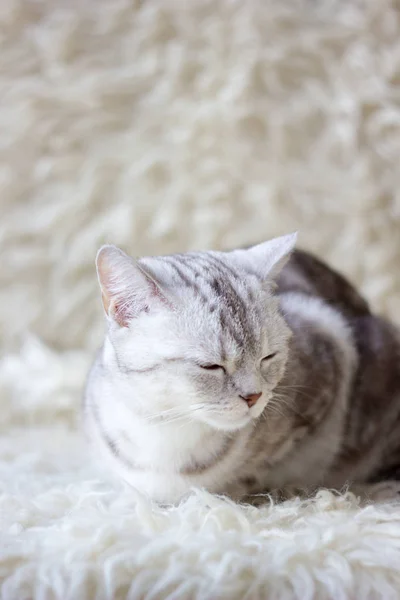 Ritratto di gatto britannico su sfondo bianco — Foto Stock