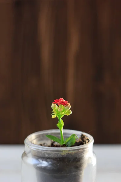 Fleur rouge de kalanchoe - petite plante maison — Photo