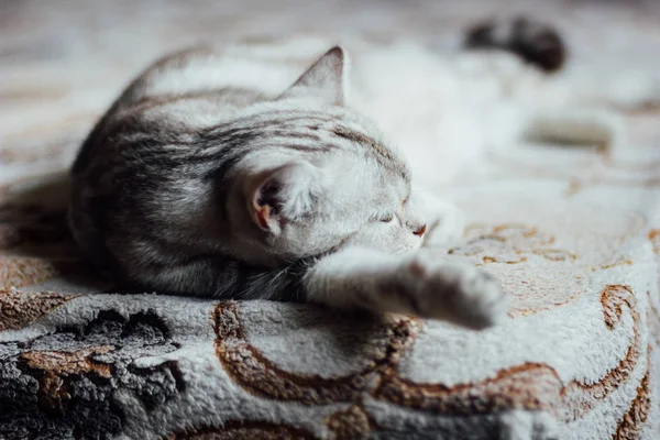 Шотландский кот Стрейт - красивая марбелевская кошка, спящая на кровати. В поисках кошачьих снов . — стоковое фото