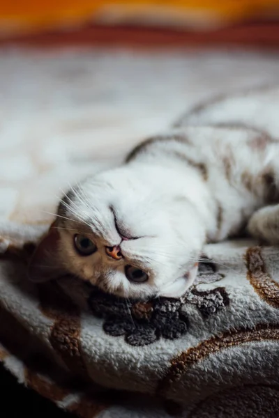 İskoç düz kedi - güzel kedi yatakta döşeme. — Stok fotoğraf