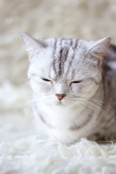 Портрет британской кошки на белом фоне — стоковое фото