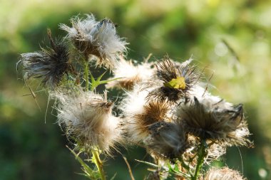 Açık doğa Park orman sonbahar çiçekler.
