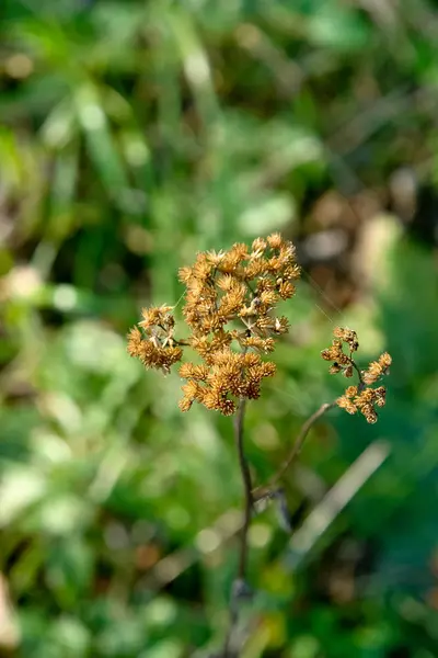 Fleurs d'automne au parc naturel ouvert de la forêt . — Photo