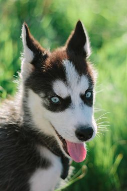 Yüz küçük husky köpek