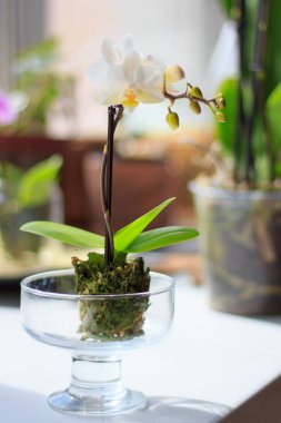 Güzel phalaenopsis çiçek