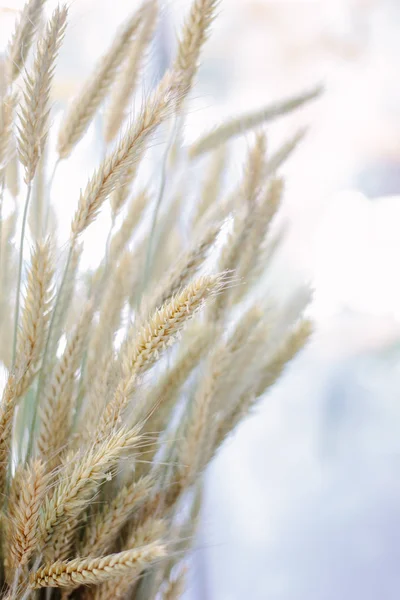 ヒップで小麦の穂 — ストック写真