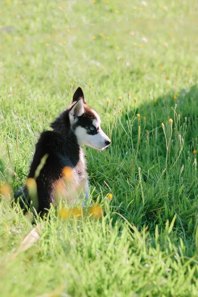 Yeşil Park 'ta yürüyüş yapan sevimli köpek yavrusu.