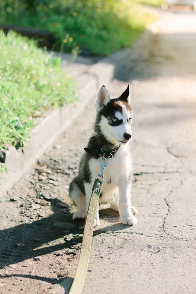 Husky puppy staying on the road at sunny day — Stock Photo, Image