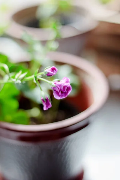 Blomma av magenta geranium — Stockfoto