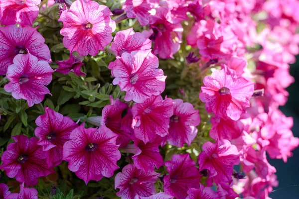 Blüten lila Petunien im Blumengarten — Stockfoto