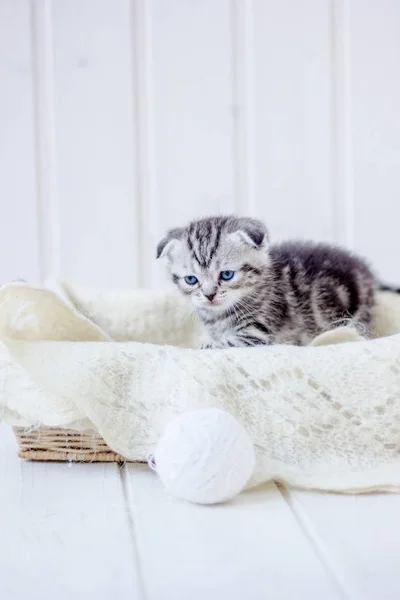 Jonge schattige kitten zittend in een mand. — Stockfoto