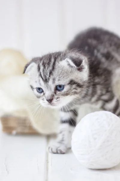 Gatinho cinzento joga — Fotografia de Stock