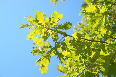 Sonbahar meşesi yaprakları güneşli bir günde mavi gökyüzüne karşı.